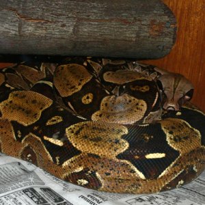 Adopted BCC female