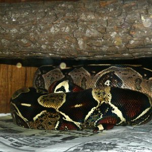 Adopted BCC male