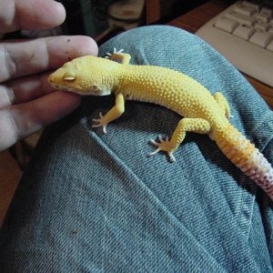 male bell
