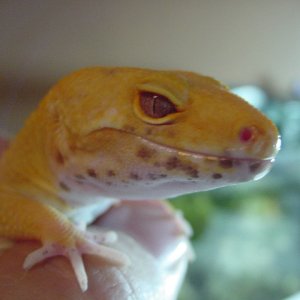 male bell head shot