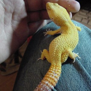 male bell super hybino