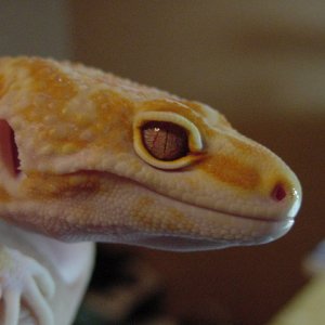 male JG