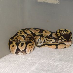 New pastel male