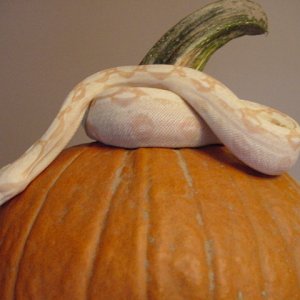 albino male