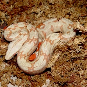 albino male