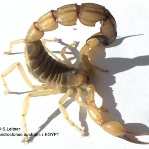 Androctonus australis