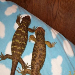 Happy Couple