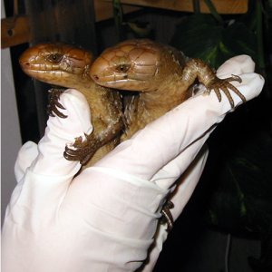 Newborn Twins