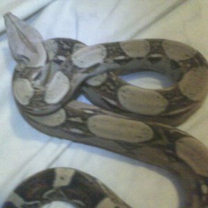 100%het albino male for sale