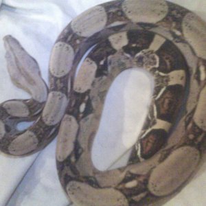het albino male