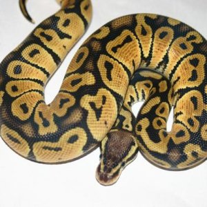 Male01 278g