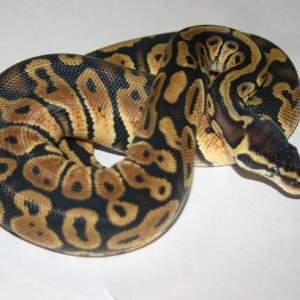 Female01 266g