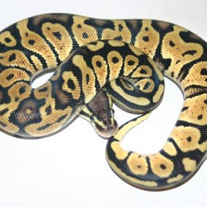 Male02 238g