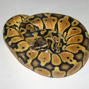 female02 266g