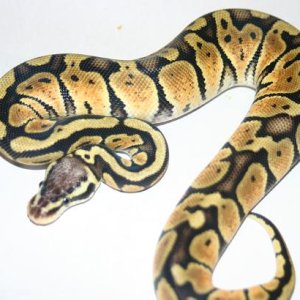 Male03 198g