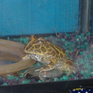 My Wifes Pacman Frog