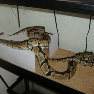 Ash and Cole my 4 foot pythons