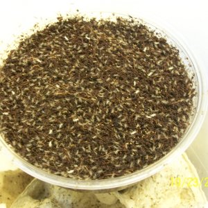 Pinhead Cricket Colony
