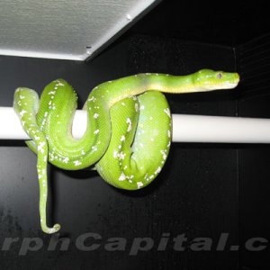 Male Chondro