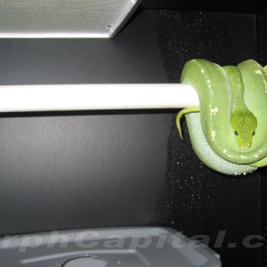 Female Chondro