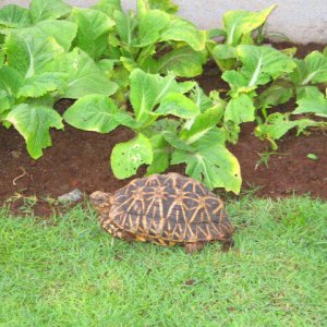 Grass and Vegies