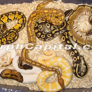 main_pic
