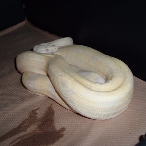SNOW male