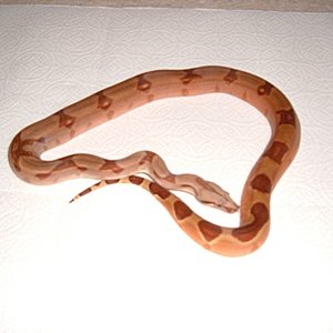 Pastel Hypo female