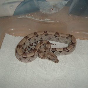Anery het Snow male (in shed)
