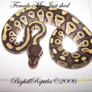 female_mojo_just_shed_pic_2_copy