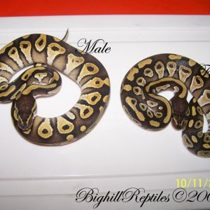 male_and_female_mojo_pic_2_copy