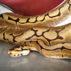 Cleopatra