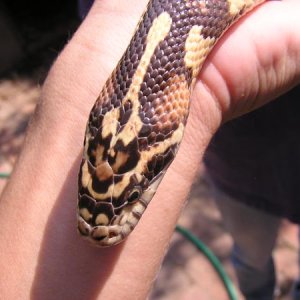 junglegirl5