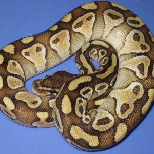 Moe, the lesser platty