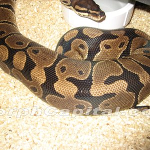 Ovulation
