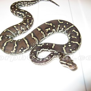 Angolan Python
