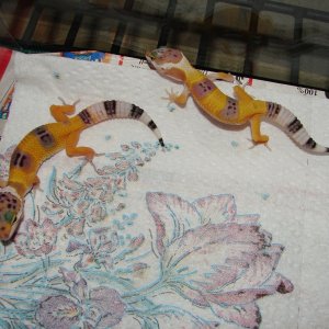 Baby_Geckos_2_006