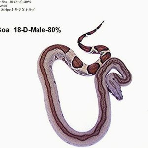 Stripe 18-D-Male-80%