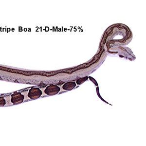 Stripe 21-D-Male-75%