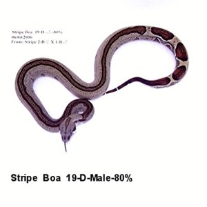 Stripe 19-D-Male-80%