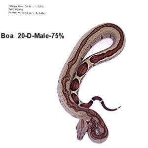 20-D-Male-75%