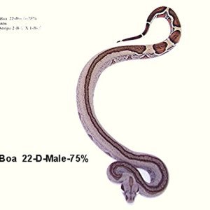 22-D-Male-75%