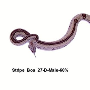 27-D-Male-60%