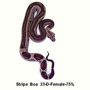 23-D-Female-75%