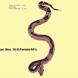 26-D-Female-60%