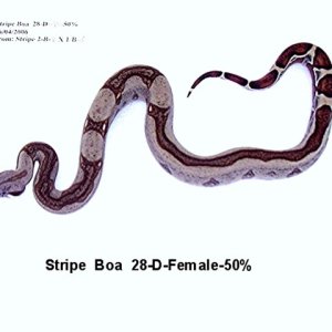 28-D-Female-50%