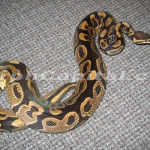 het_pied2