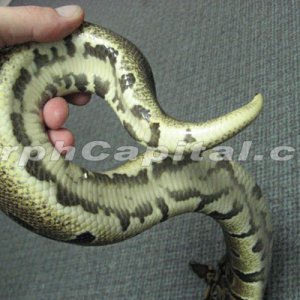 het_pied3
