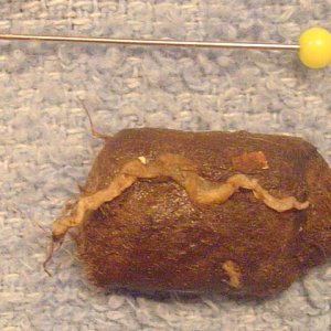 male fecal sample 2