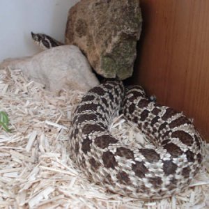 Noodle_2